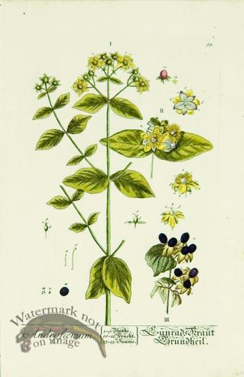 Blackwell German 146